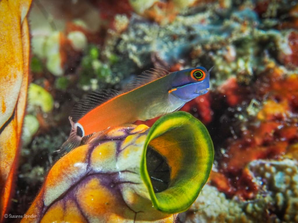 Tailspot Blenny perching on rock