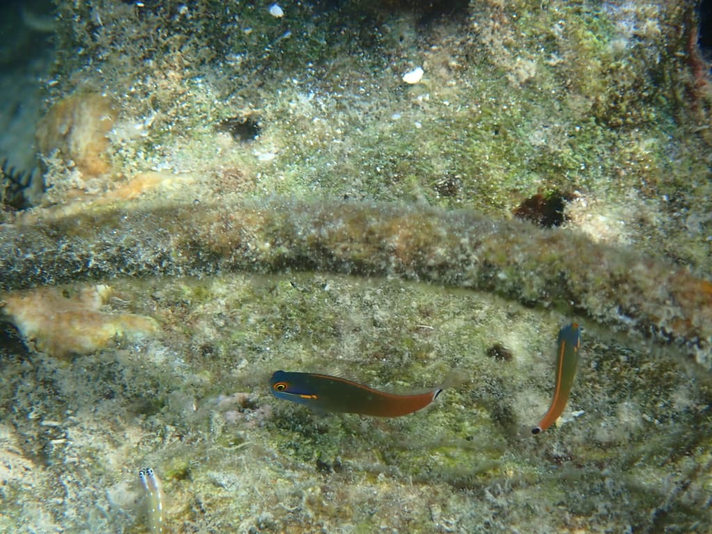 Tailspot Blenny showing distinctive tail spot
