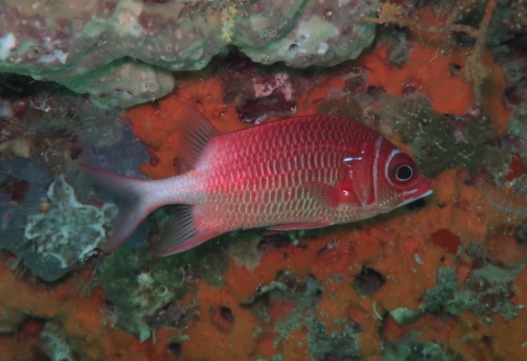 Tailspot Squirrelfish in a marine aquarium