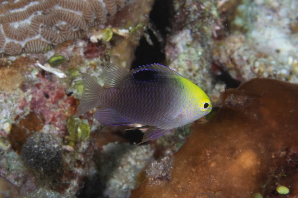 Talbot's Demoiselle showing characteristic two-tone lavender and gold coloration