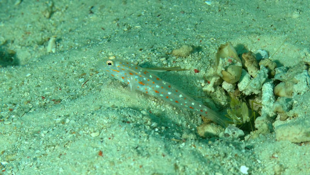 Tangaroa Goby in a marine aquarium