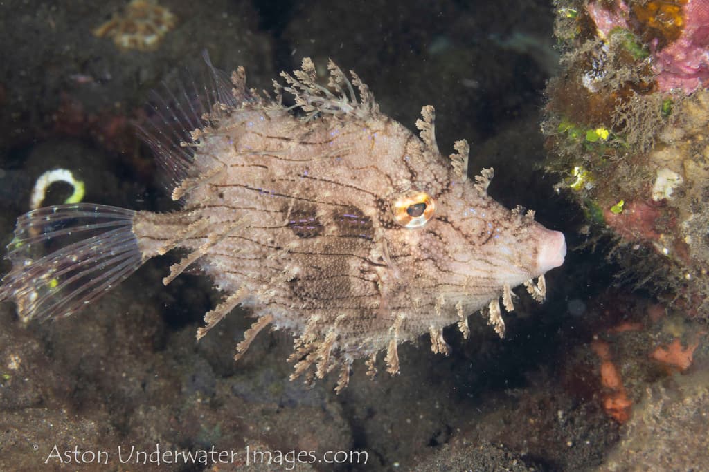 Tasseled Filefish in a marine aquarium