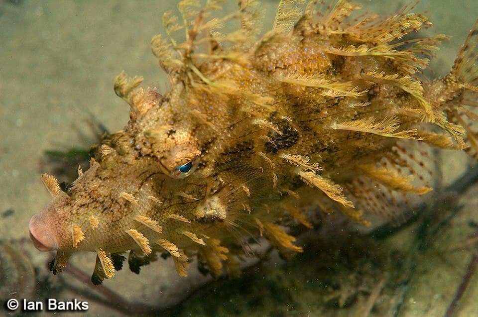 Tasseled Filefish in a marine aquarium