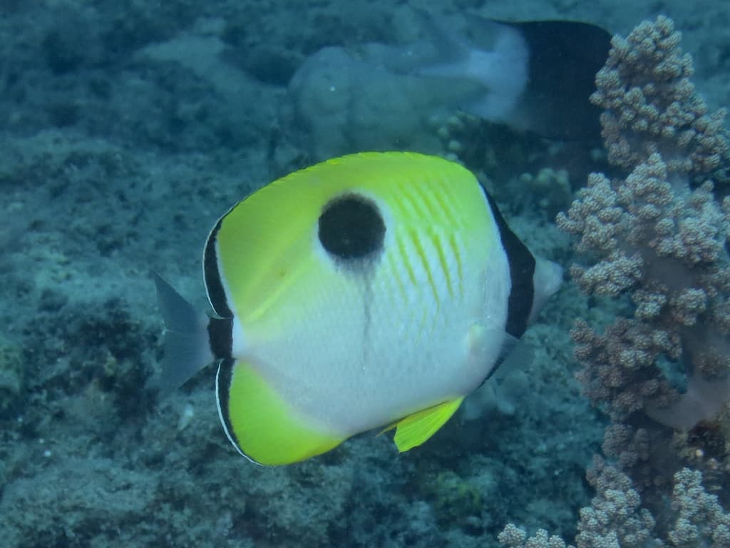 Teardrop Butterflyfish in a marine aquarium