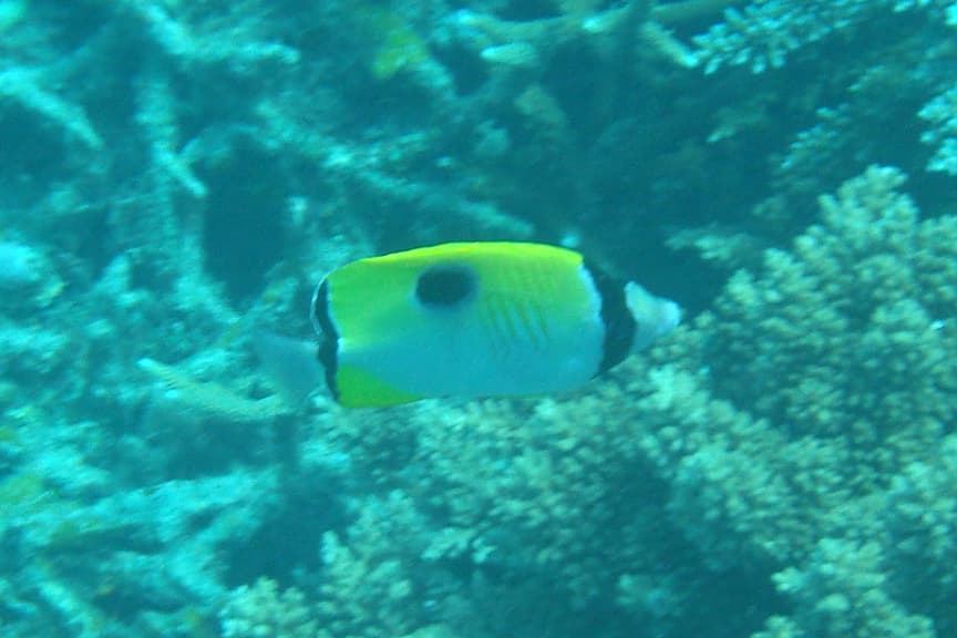 Teardrop Butterflyfish in a marine aquarium