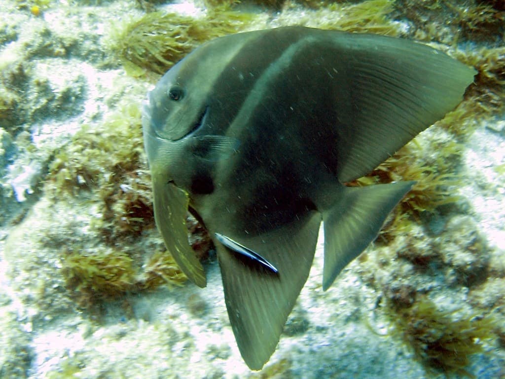 Teira Batfish in a marine aquarium