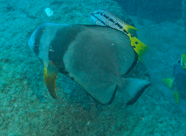 Teira Batfish in a marine aquarium