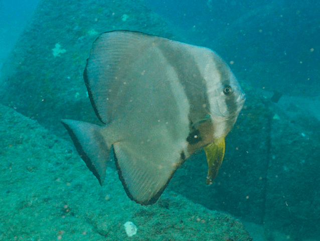 Teira Batfish in a marine aquarium