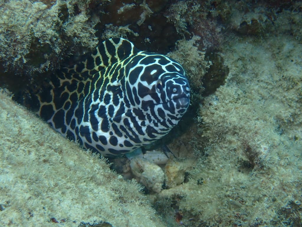 Tessalata Moray Eel in a marine aquarium