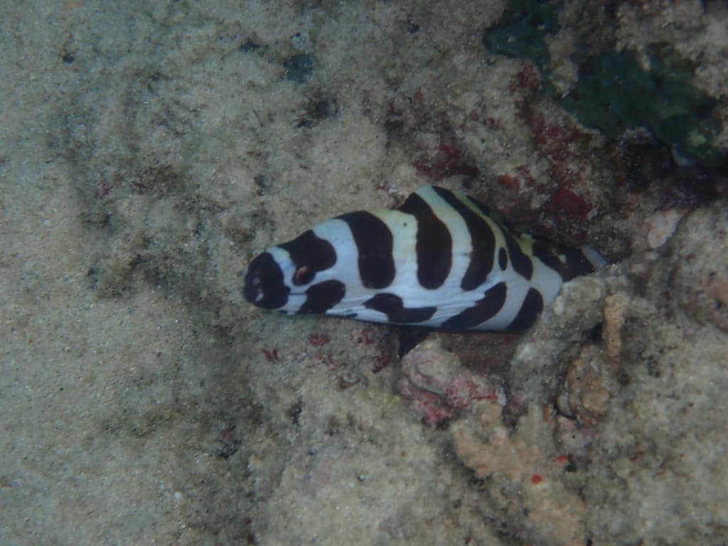 Tessalata Moray Eel in a marine aquarium