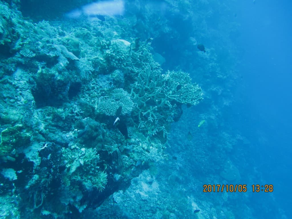 Thompson's Tang in a marine aquarium