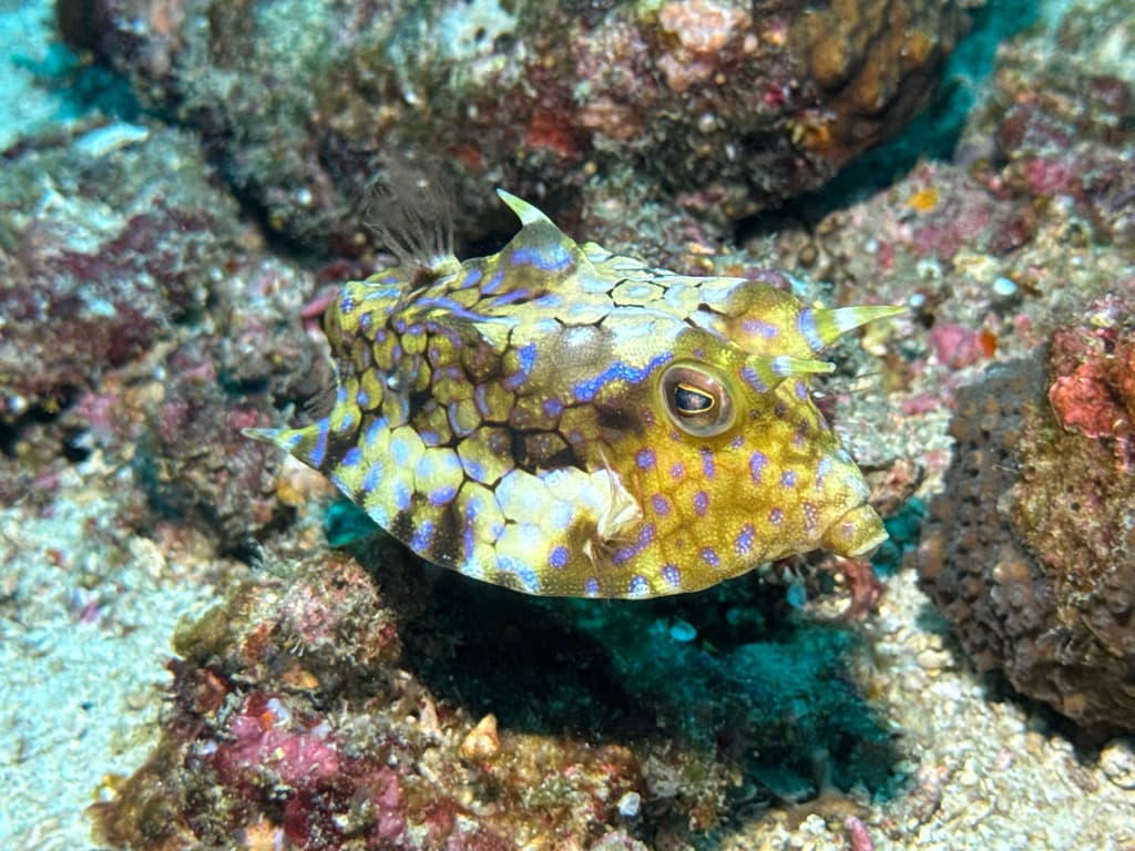Thornback Cowfish in a marine aquarium