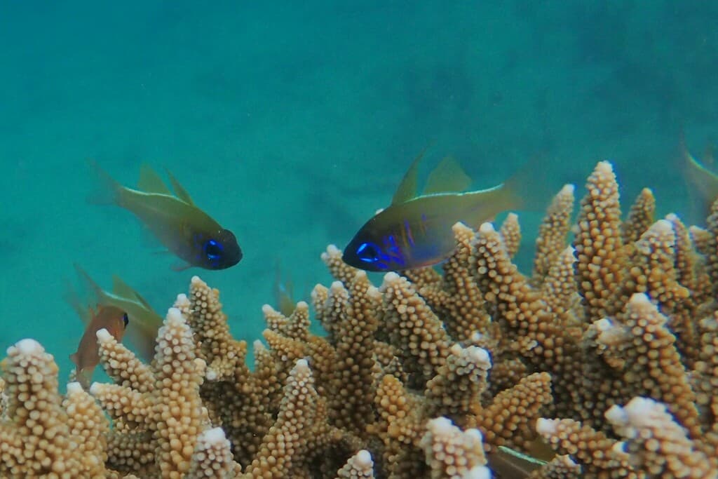 Threadfin Cardinalfish in a marine aquarium