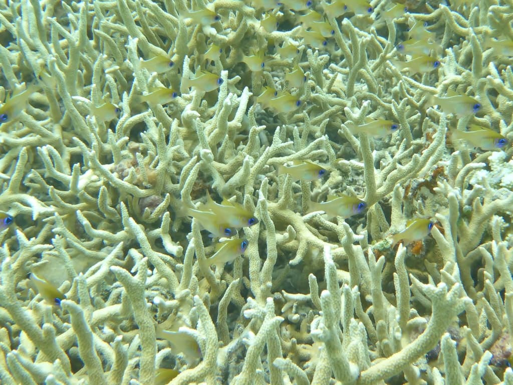 Threadfin Cardinalfish