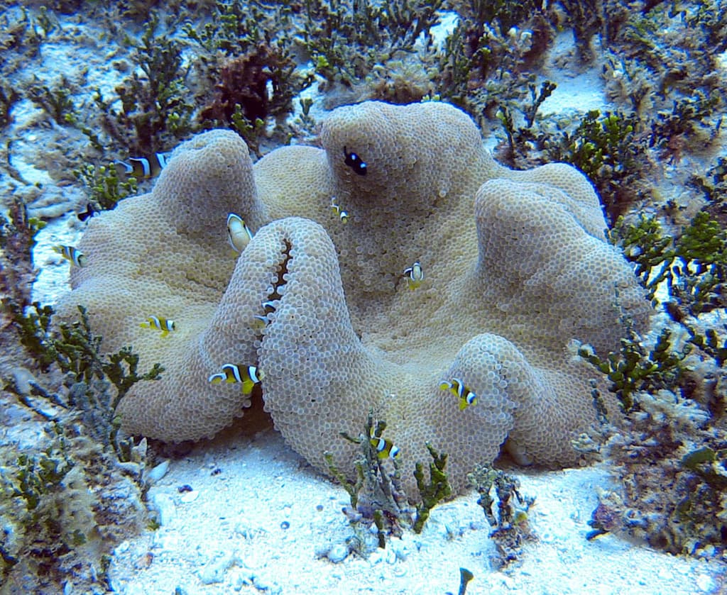 Three-band Clownfish in a marine aquarium