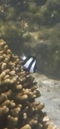 Three Stripe Damsel in a marine aquarium