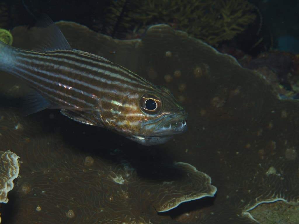 Tiger Cardinalfish in a marine aquarium