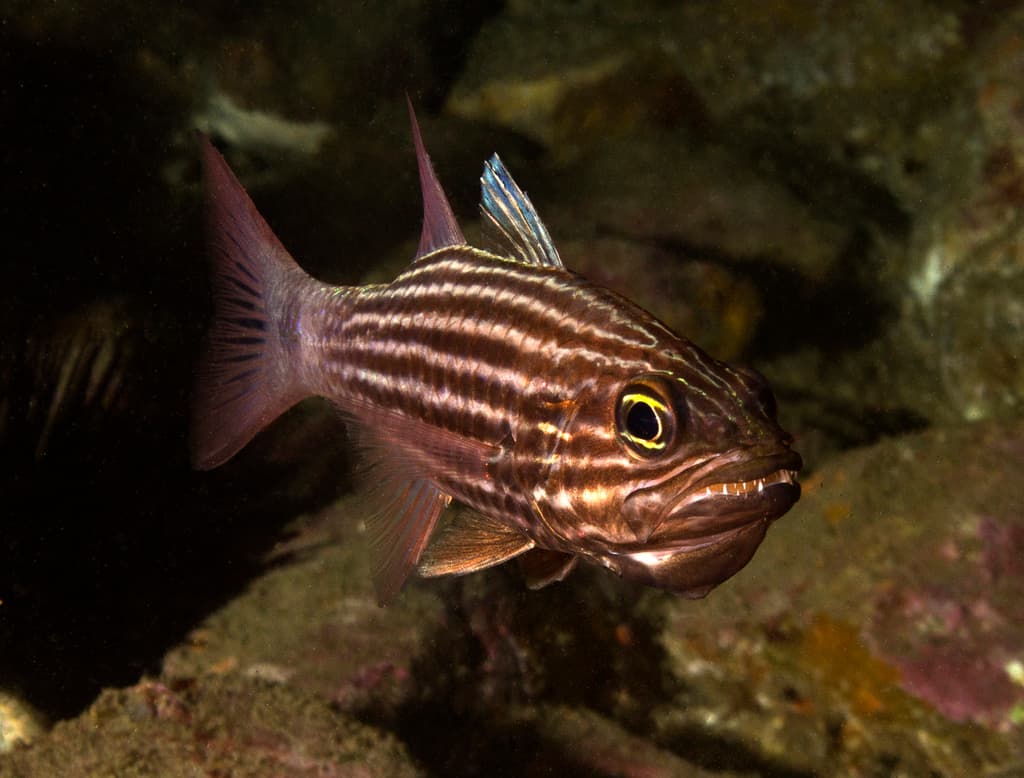 Tiger Cardinalfish in a marine aquarium