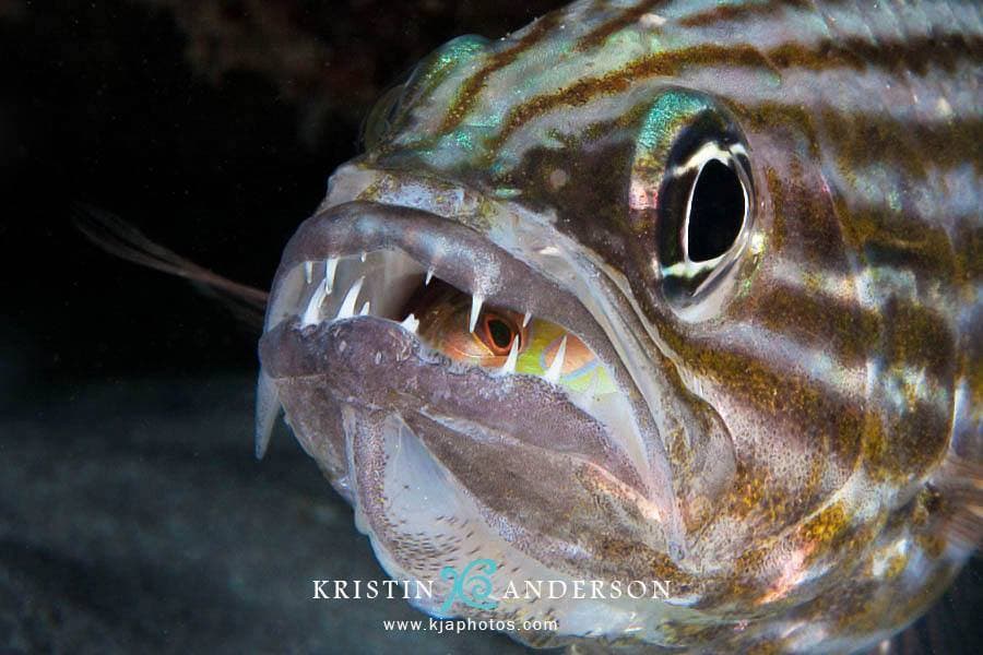 Tiger Cardinalfish in a marine aquarium