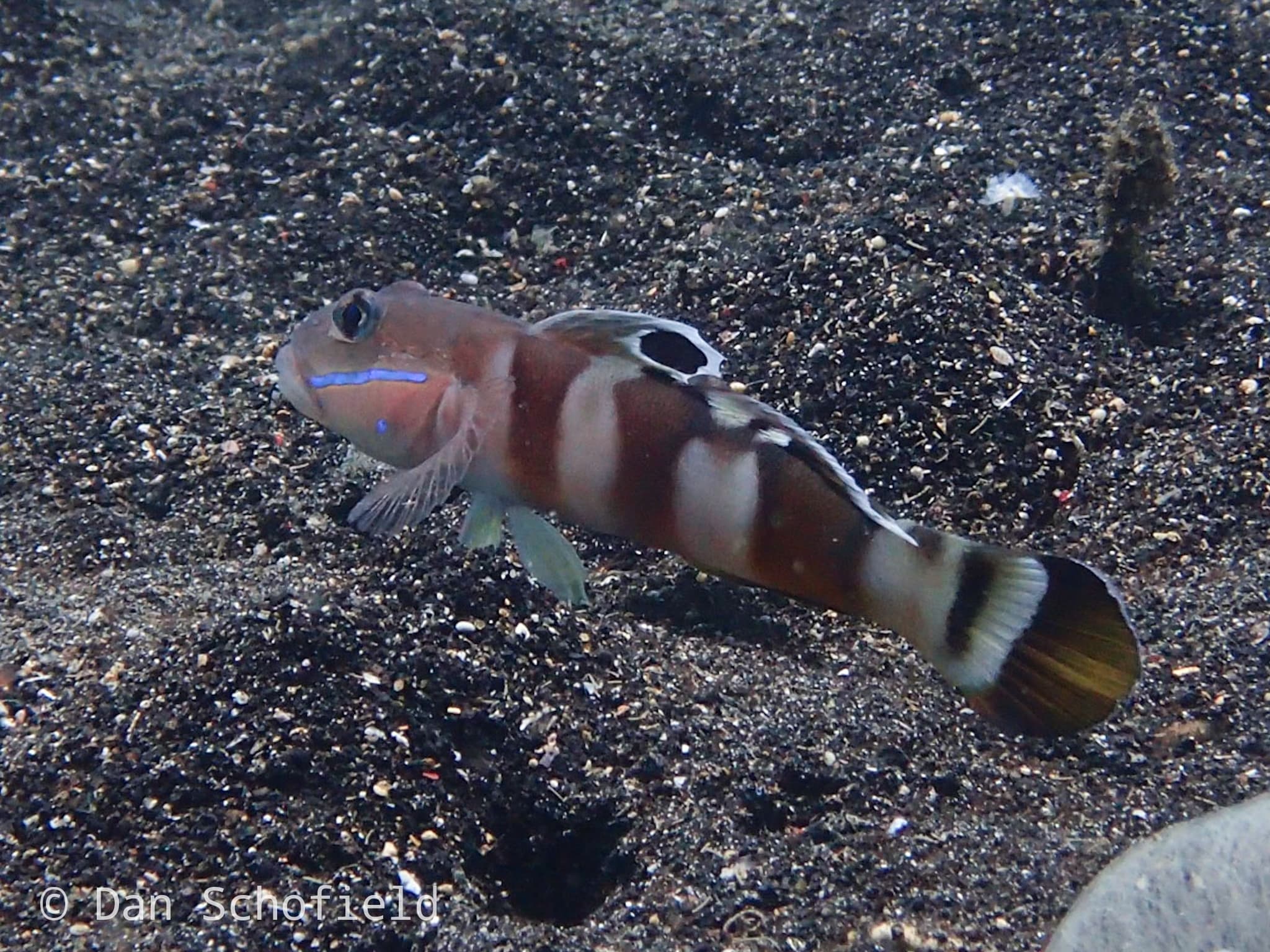 Tiger Goby in a marine aquarium