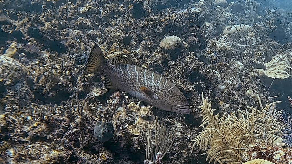 Tiger Grouper in a marine aquarium