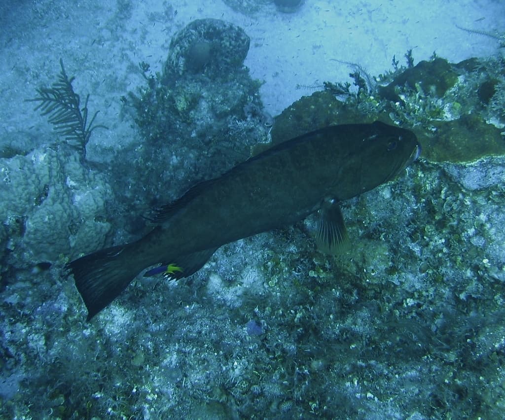 Tiger Grouper in a marine aquarium