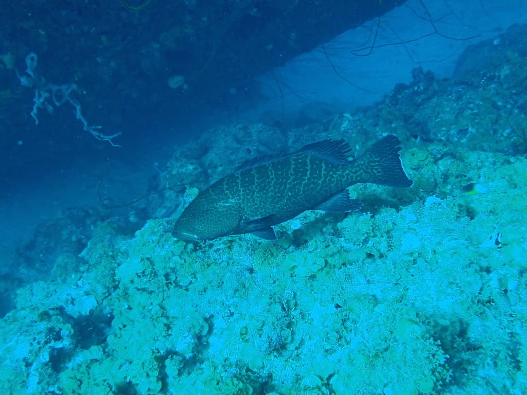 Tiger Grouper in a marine aquarium