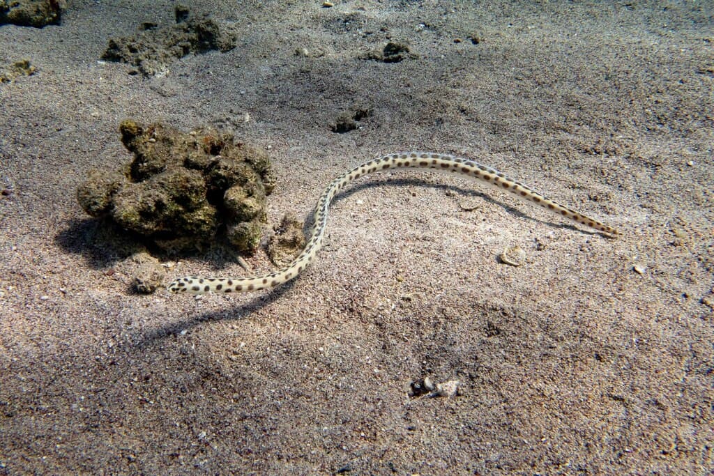 Tiger Snake Eel in a marine aquarium