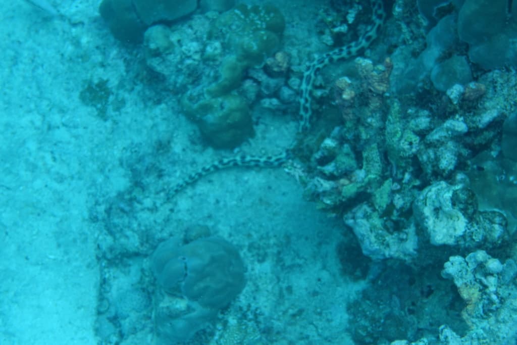 Tiger Snake Eel in a marine aquarium