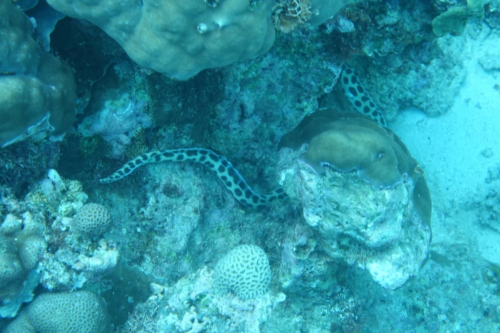 Tiger Snake Eel in a marine aquarium