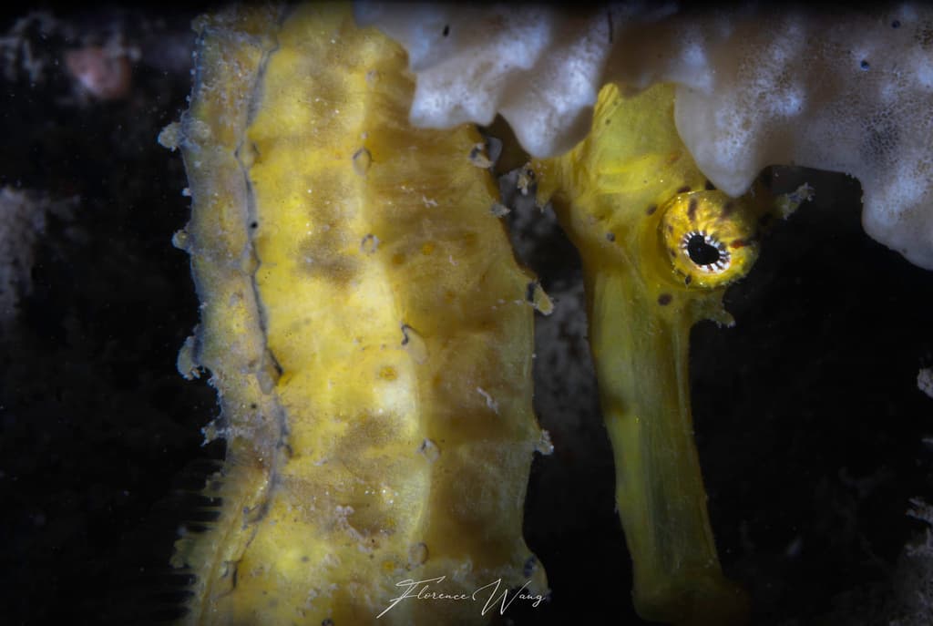 Tiger Tail Seahorse in a marine aquarium