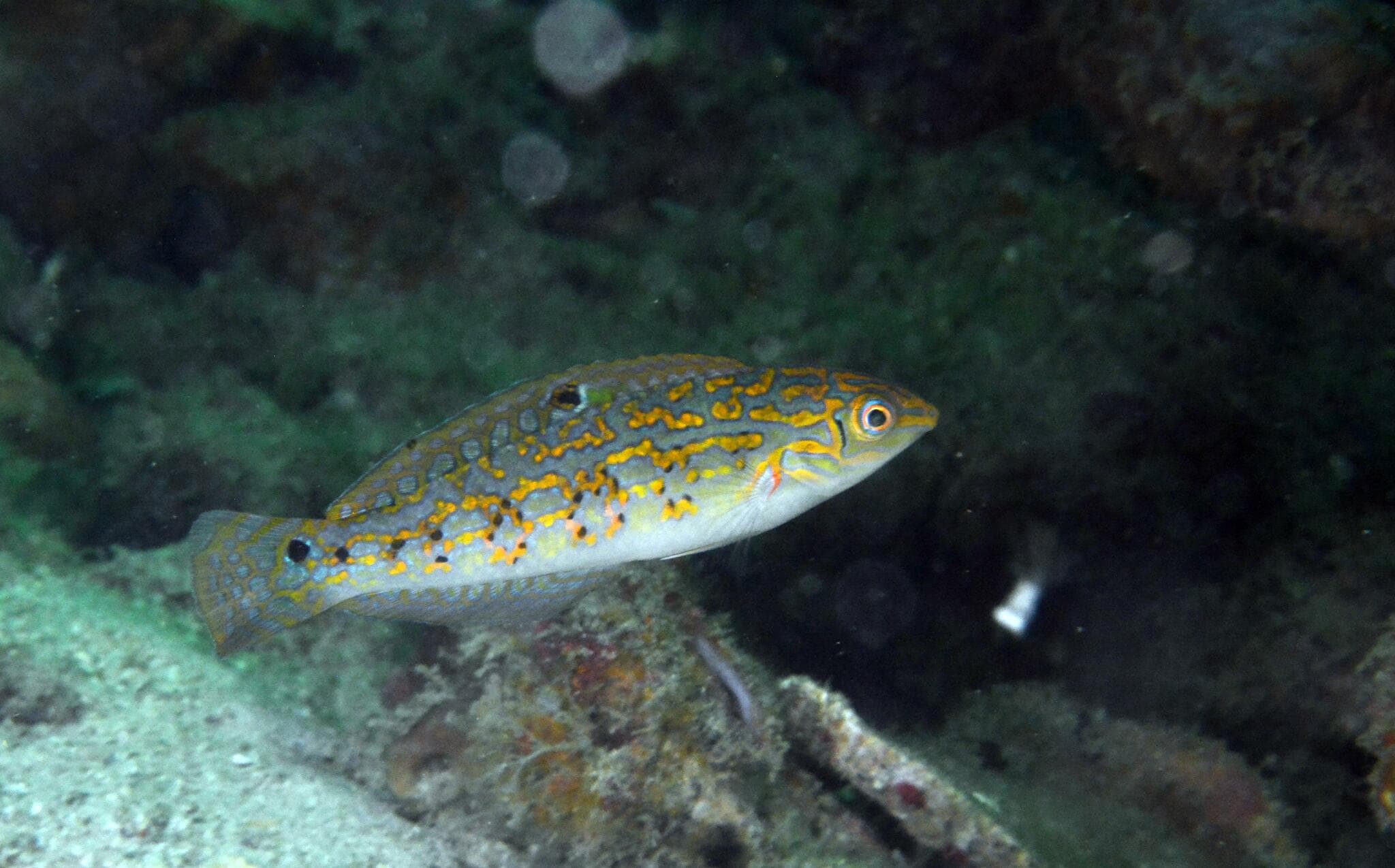 Timor Wrasse in a marine aquarium