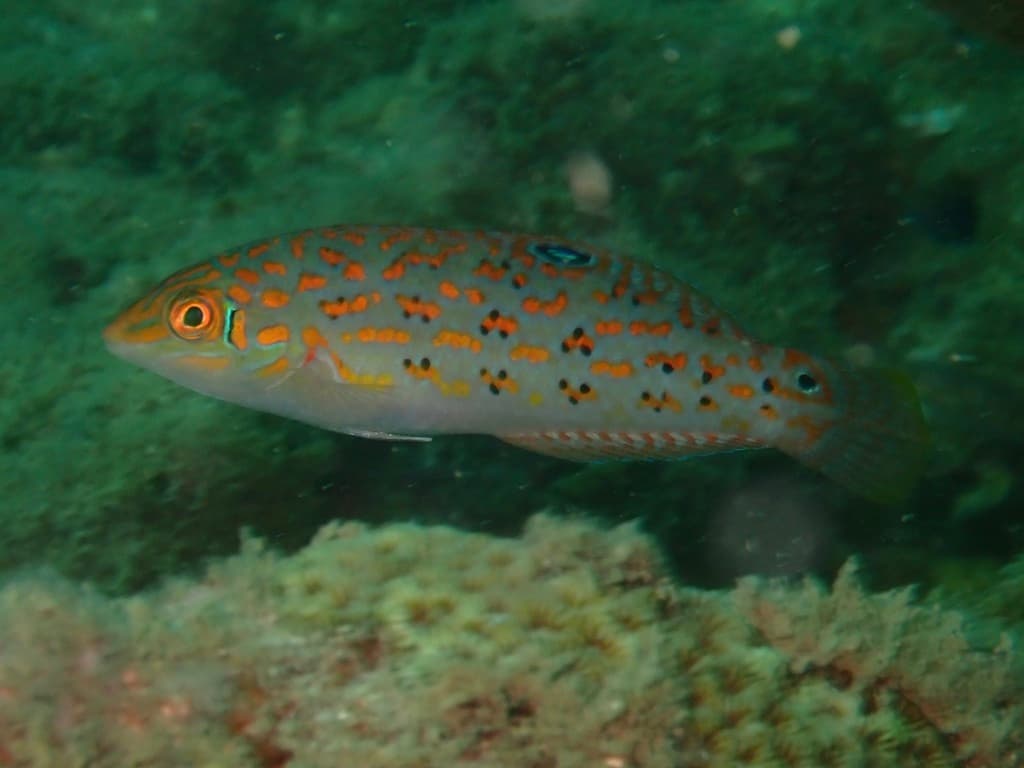 Timor Wrasse in a marine aquarium