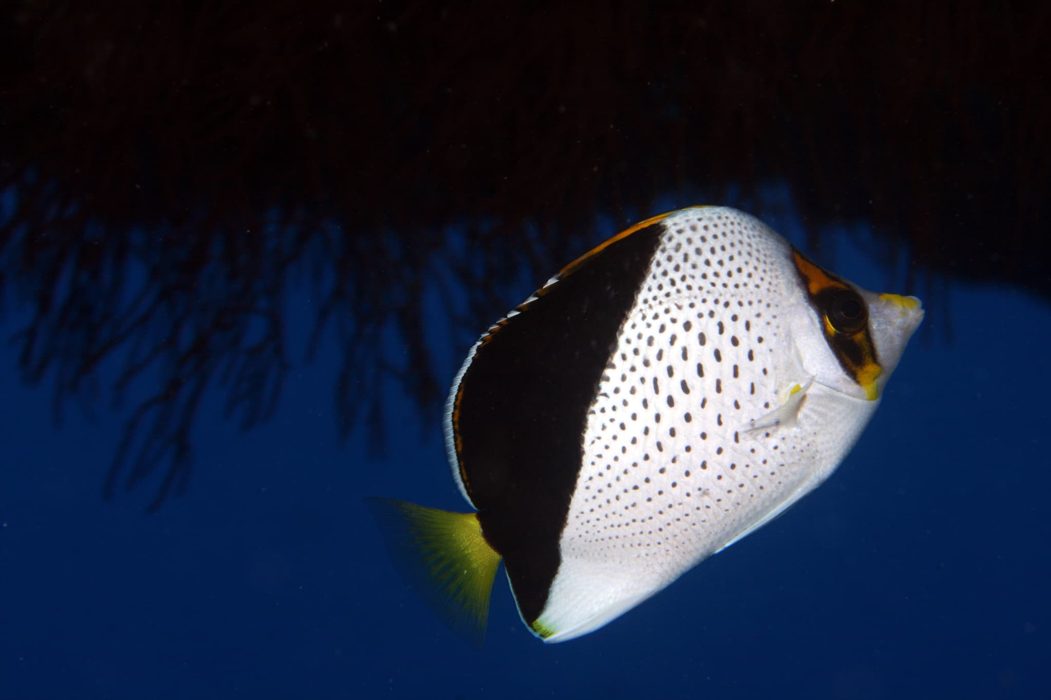 Tinker's Butterflyfish in a marine aquarium