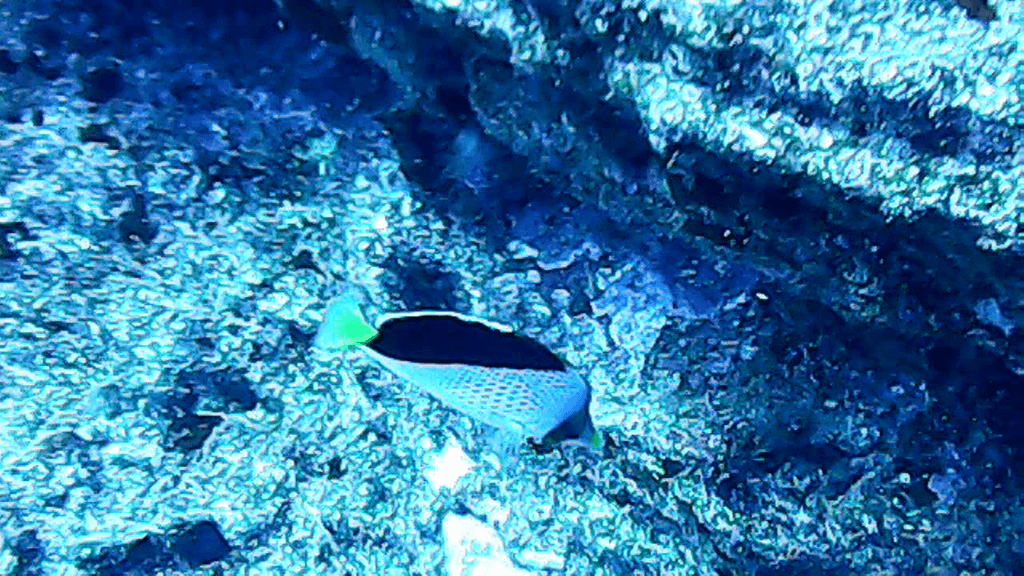 Tinker's Butterflyfish in a marine aquarium