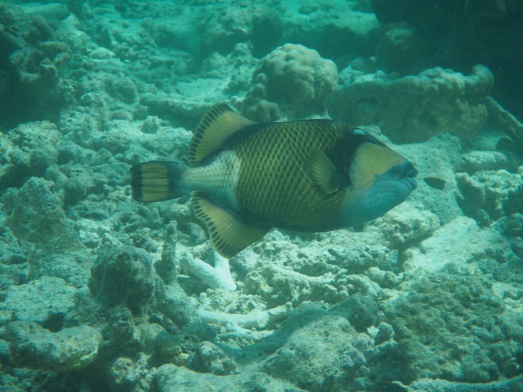 Titan Trigger in a marine aquarium
