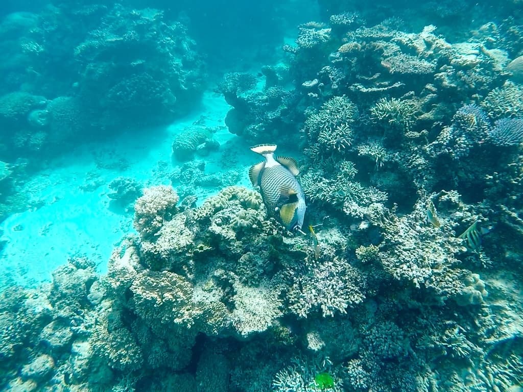 Titan Trigger in a marine aquarium