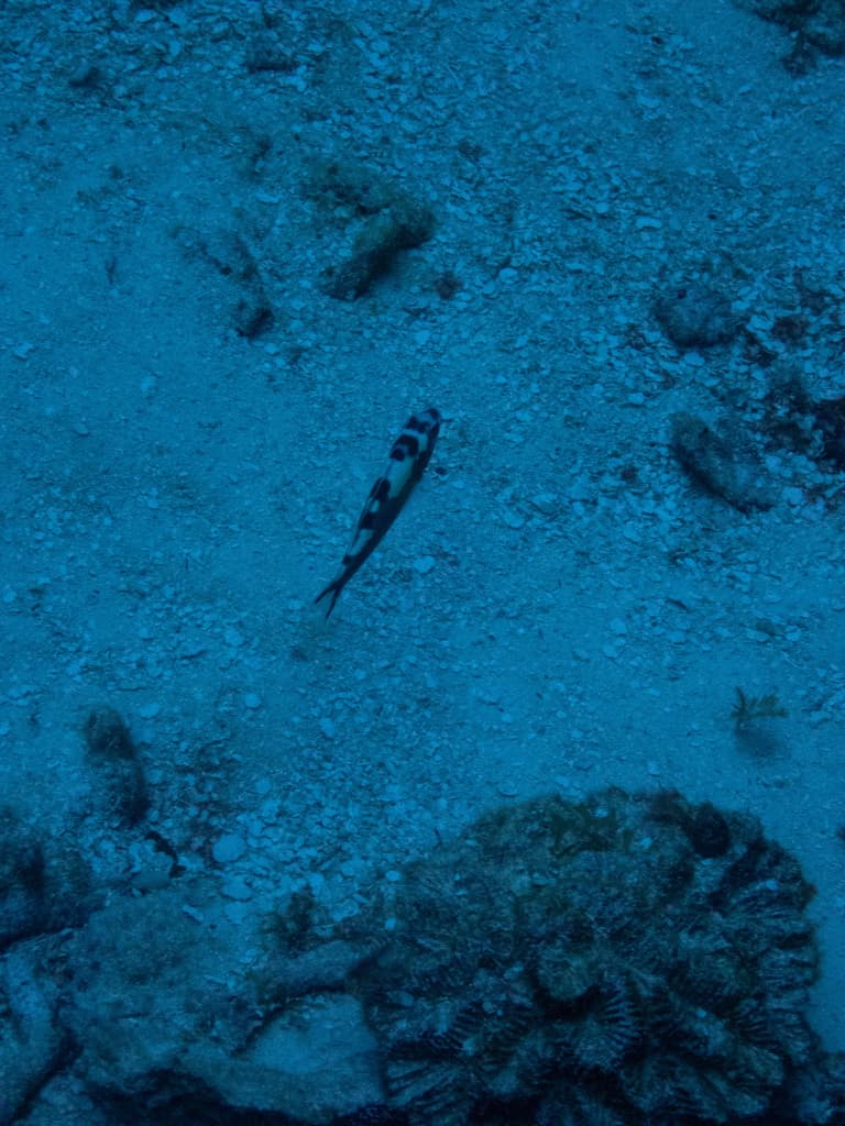 Tobacco Basslet in a marine aquarium