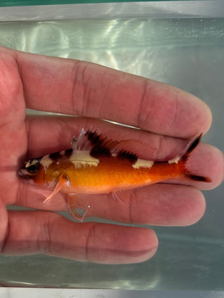 Tobacco Basslet in a marine aquarium