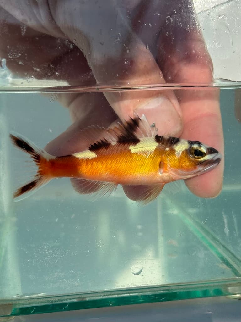 Tobacco Basslet in a marine aquarium