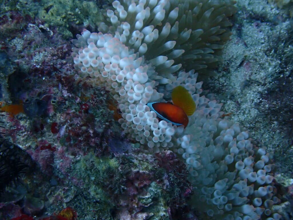 Tomato Clownfish with anemone
