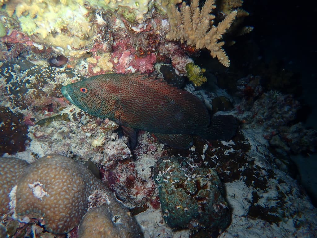 Tomato Rockcod in a marine aquarium