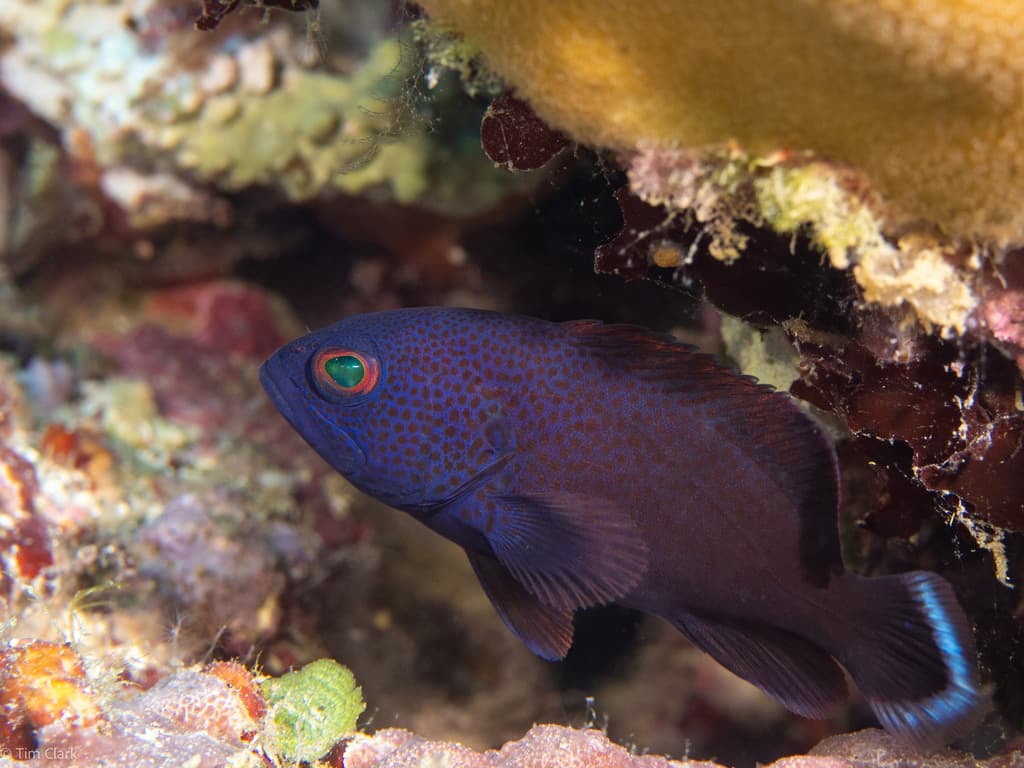 Tomato Rockcod in a marine aquarium