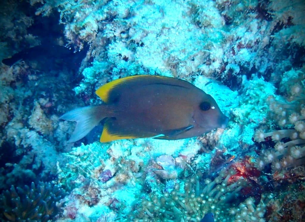 Tomini Tang in a marine aquarium