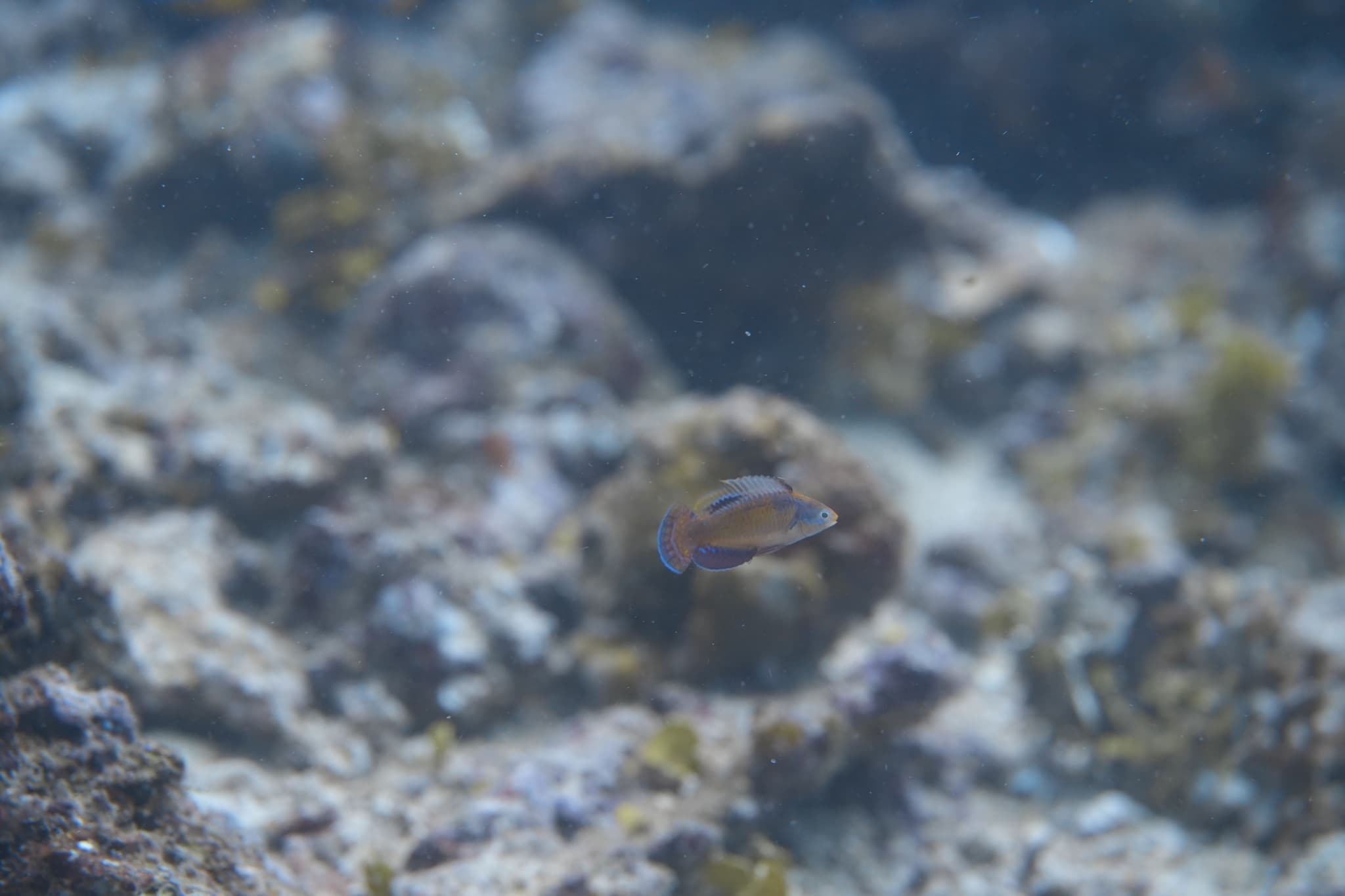 Tonozukai Fairy Wrasse in a marine aquarium