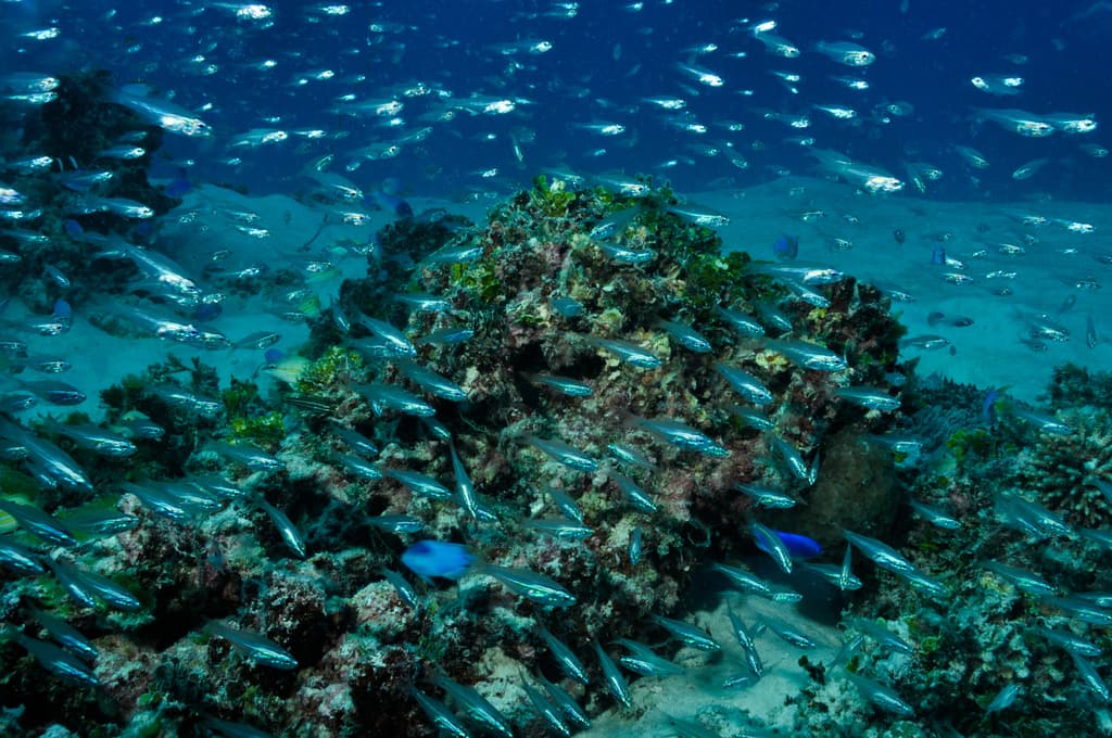 Transparent Cardinalfish in a marine aquarium