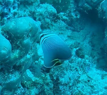 Triangulate Butterflyfish in a marine aquarium