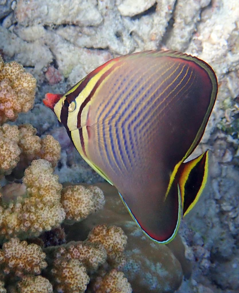 Triangulate Butterflyfish in a marine aquarium