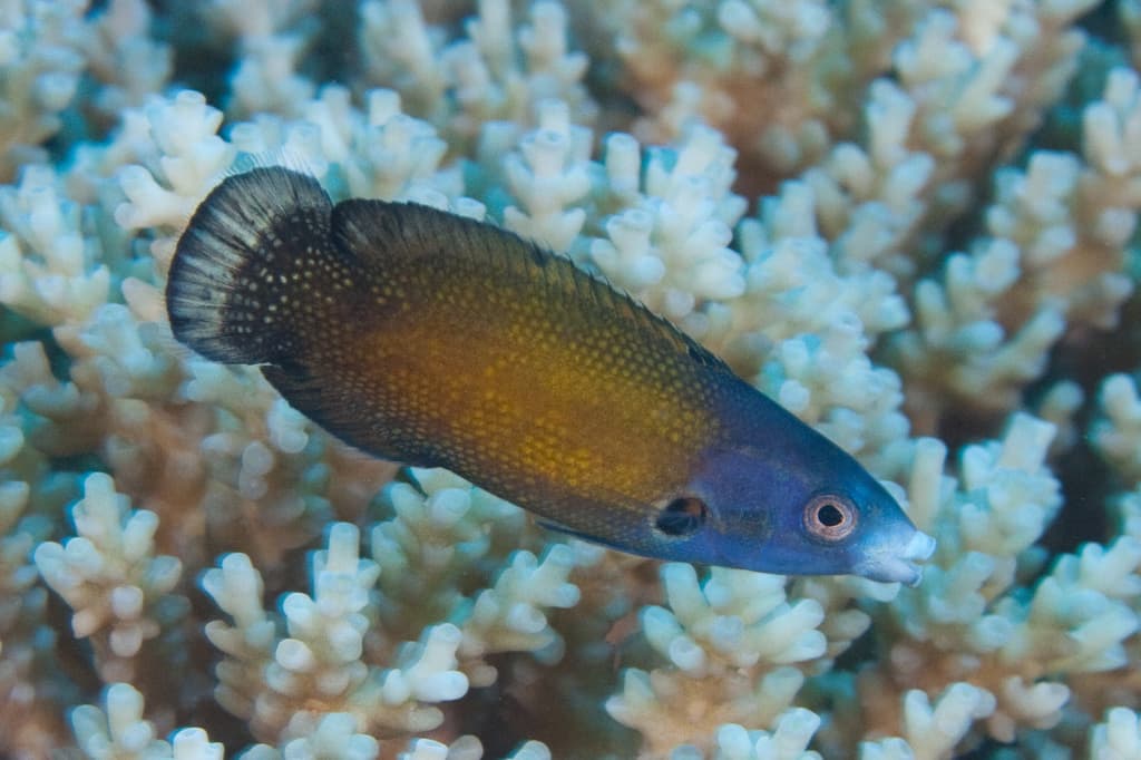 Tubelip Wrasse in a marine aquarium