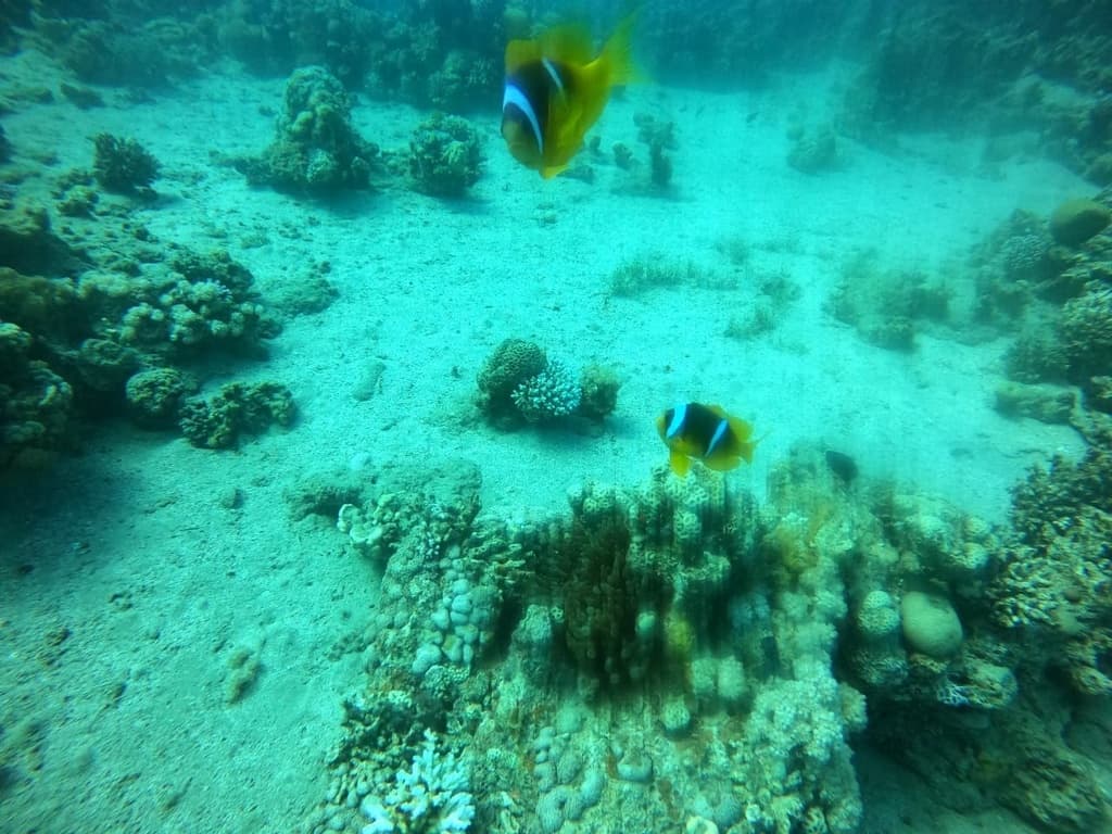 Two Band Clownfish in a marine aquarium